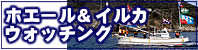 hoeru&海豚观察